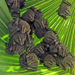 Peters Tent-making Bat Uroderma by Christian Ziegler
