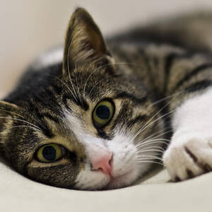 Portrait of a cat by Michael Goyberg