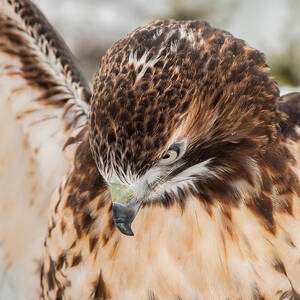 Red Tail in the Snow by Joye Ardyn Durham