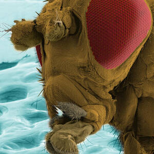 Sem Of A Mutant Fruit Fly by Ted Kinsman