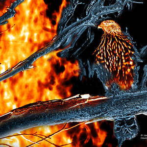 Sharp Shinned Hawk 0112 Fire and Ice Art by James Ahn