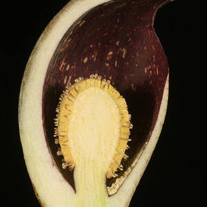 Skunk Cabbage Flower Cross-section by Ted Kinsman