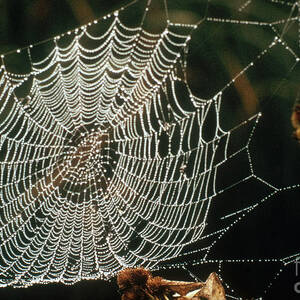 Spider Web by Nature Source