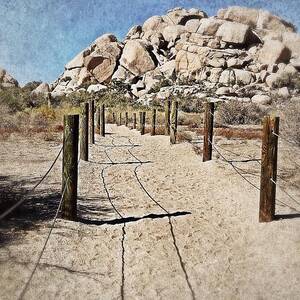 Trail Into The Desert At Joshua Tree by Polly Rhodes