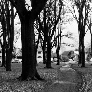Tree and Pathway 3 of 6 by Roseanne Jones