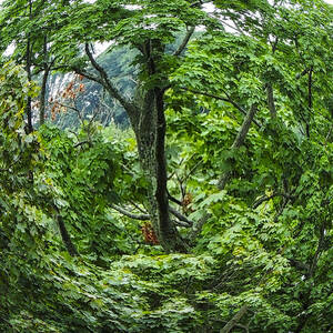 Tree Swirl by Glenn Feron
