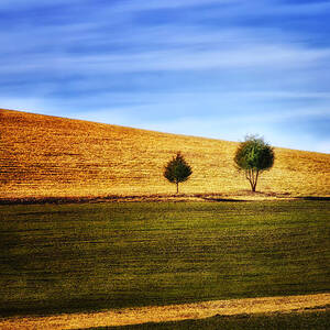 Trees on Rolling Plains by Bill and Linda Tiepelman