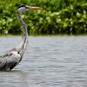 Wading by SAURAVphoto Online Store