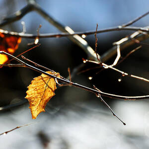 Winter Tribute by Rebecca Sherman