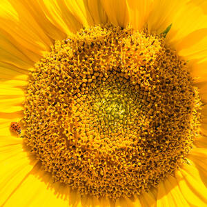 Yellow sunflower with ladybug - square format by Matthias Hauser
