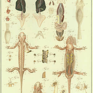 Fire Salamander Anatomy #2 by Christian Leopold Mueller