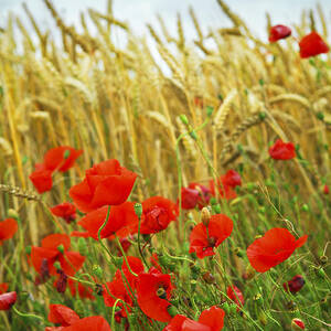 Red poppies and grain field by Elena Elisseeva