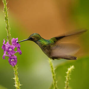 Rufous Tailed Hummingbird Costa Rica Photograph by Natural Focal Point ...