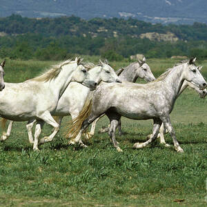 Lipizzaner Horse #1 by Gerard Lacz