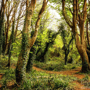 Magic Woods #1 by Edmund Nagele FRPS