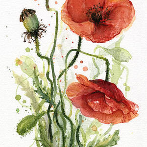 Red Poppies Watercolor #1 by Olga Shvartsur