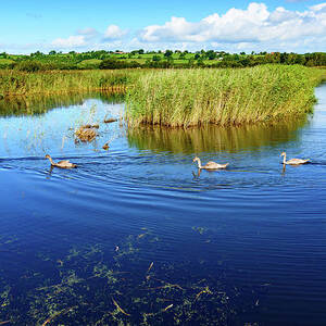 Somerset Levels #2 by Colin Rayner
