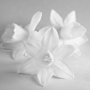 White Mini Narcissus 3 by Iris Richardson