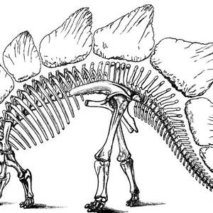 Stegosaurus #2 by Science Source