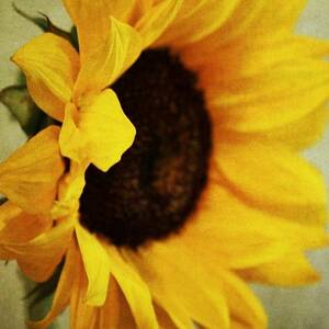 Sunflower Photograph by Cathie Tyler - Fine Art America