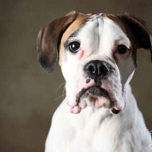 Boxer dog Photograph by Jana Behr - Fine Art America