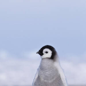 Пингвины кидать. Пингвины Эстетика. Обиженный Пингвин. Пингвин зигует. Эстетика пингвинчики.