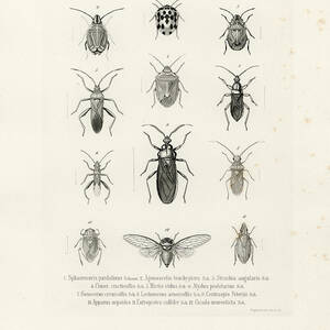 African Bugs and Insects by W Wagenschieber