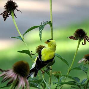 American Goldfinch by Keith Stokes