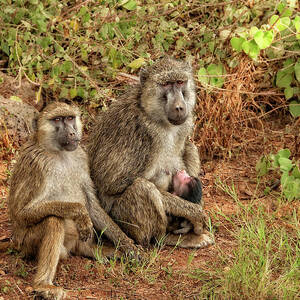 Baboon Family in Kenya by Mitchell R Grosky