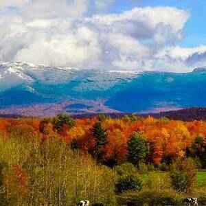 Backyard foliage  by Dave Leonard