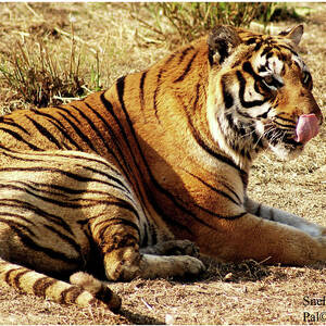 Killer Look Photograph by Wildlife Photgrapher Snehashish Pal - Pixels