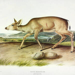Common Deer by John James Audubon Vintage Illustration Art Poster 24x36 