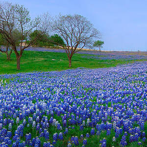 Bluebonnet Vista - Texas Bluebonnet wildflowers landscape flowers  by Jon Holiday