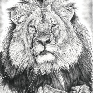 Lion King Drawing by Casey 'Remrov' Vormer - Fine Art America