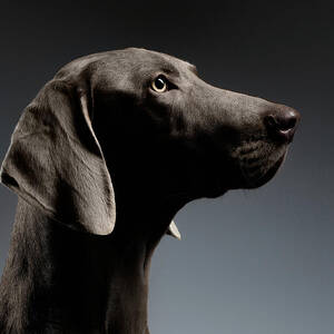 Close-up Portrait Weimaraner dog in Profile view on white gradient by Sergei Taran