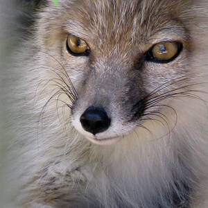 Corsac Fox- Vulpes Corsac 02 Photograph by Ausra Huntington nee ...