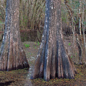 Cypress Trees at Duck Pond by Juergen Roth