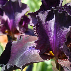 Purple IRIS FLOWER Art Prints Garden Floral Baslee Troutman Photograph ...