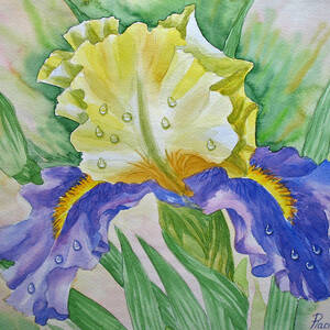 Dew on Light Blue Iris. Painting by Natalia Piacheva - Fine Art America