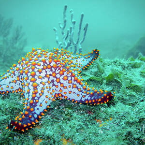 Fat Sea Star by Becqi Sherman