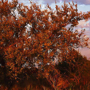 Fiery Elm Tree  by Shelli Fitzpatrick
