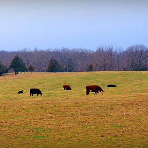 First Nibbles of Grass by Cricket Hackmann