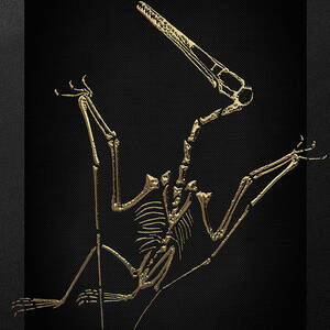 pterodactyl fossil