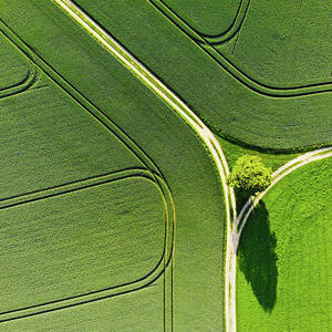 Geometric landscape 05 Tree and green fields aerial view by Matthias Hauser