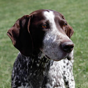 Portrait of her best friend Photograph by Steven Digman - Fine Art America