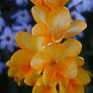 The Yellow Everlasting Daisy - Australian Native Flower Photograph by ...