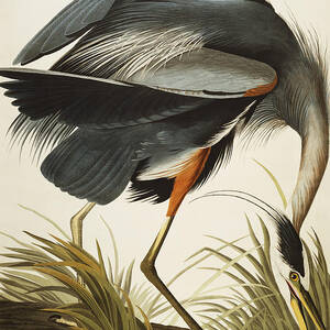 Great Blue Heron Painting By John James Audubon
