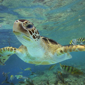 Green Sea Turtle Swimming by Tim Fitzharris