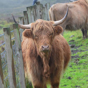 Highland Cow in Scotland Photograph by DejaVu Designs - Fine Art America