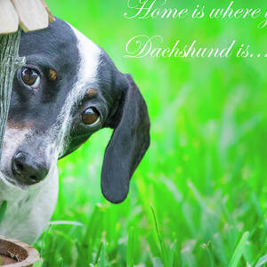Home Is Where Your Dachshund Is by Mark Andrew Thomas